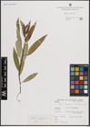 Foto von Salix fragilis L.